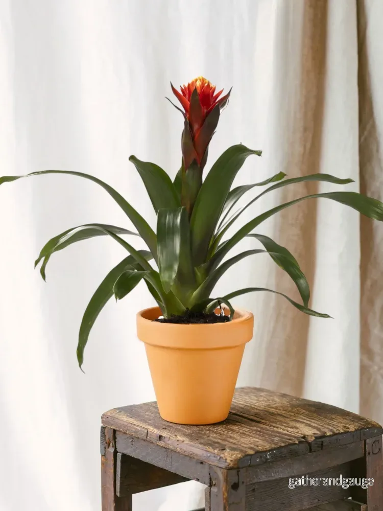 Guzmania lycka Guzmania lycka
