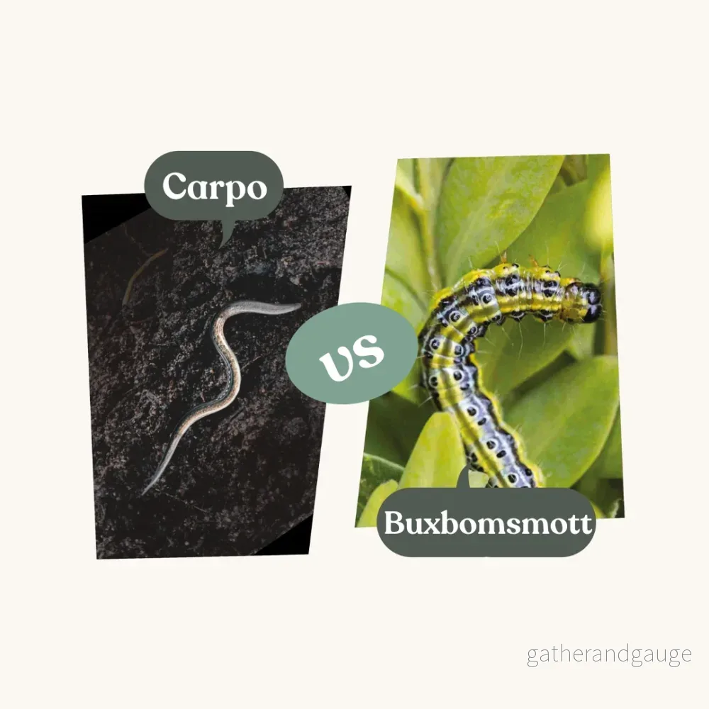 Carpo – mot buxbomsmott