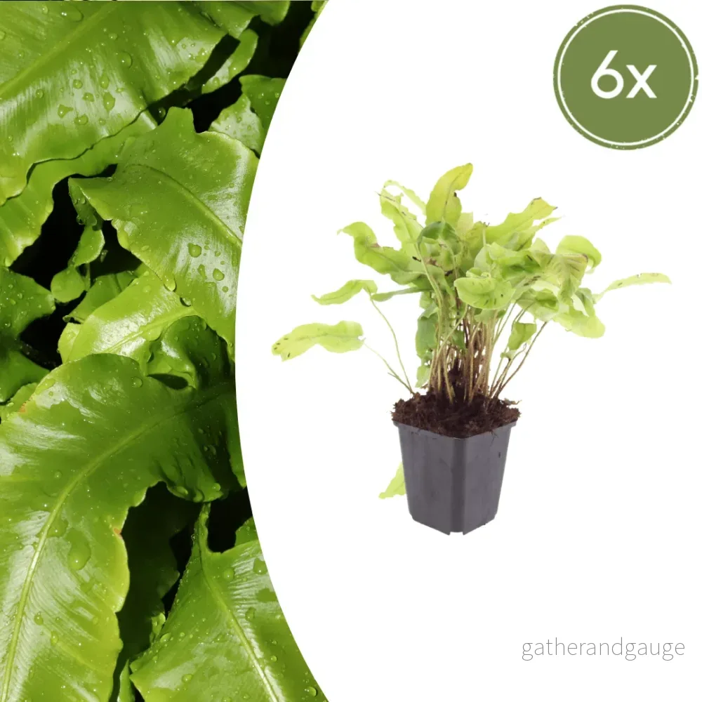 Hjorttunga-ormbunke (Asplenium Scolopendrium) - Bild 2