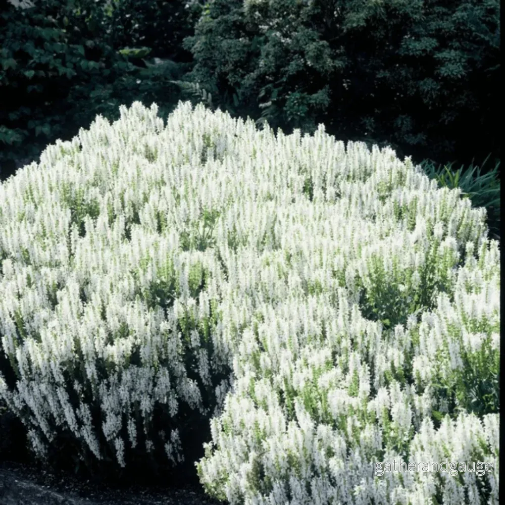 Salviablomma (Salvia nemorosa) ’Sauge Des Bois’