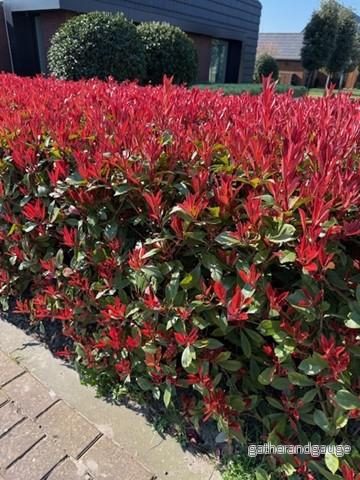 Photinia De Fraser (Photinia x fraseri) 'Carre Rouge' - Röd lönnarbuske för vacker häck