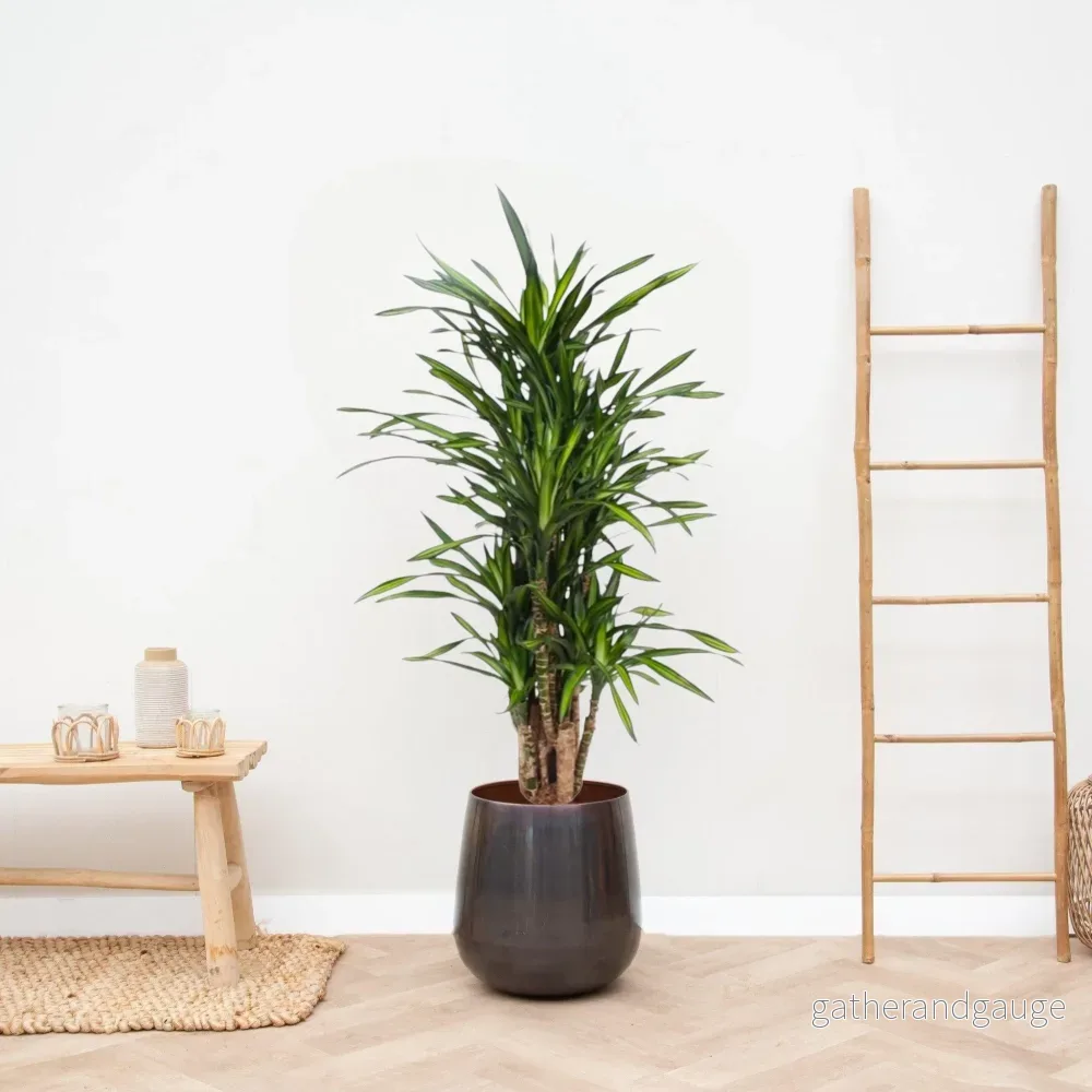 Dracaena Riki - Bild 2