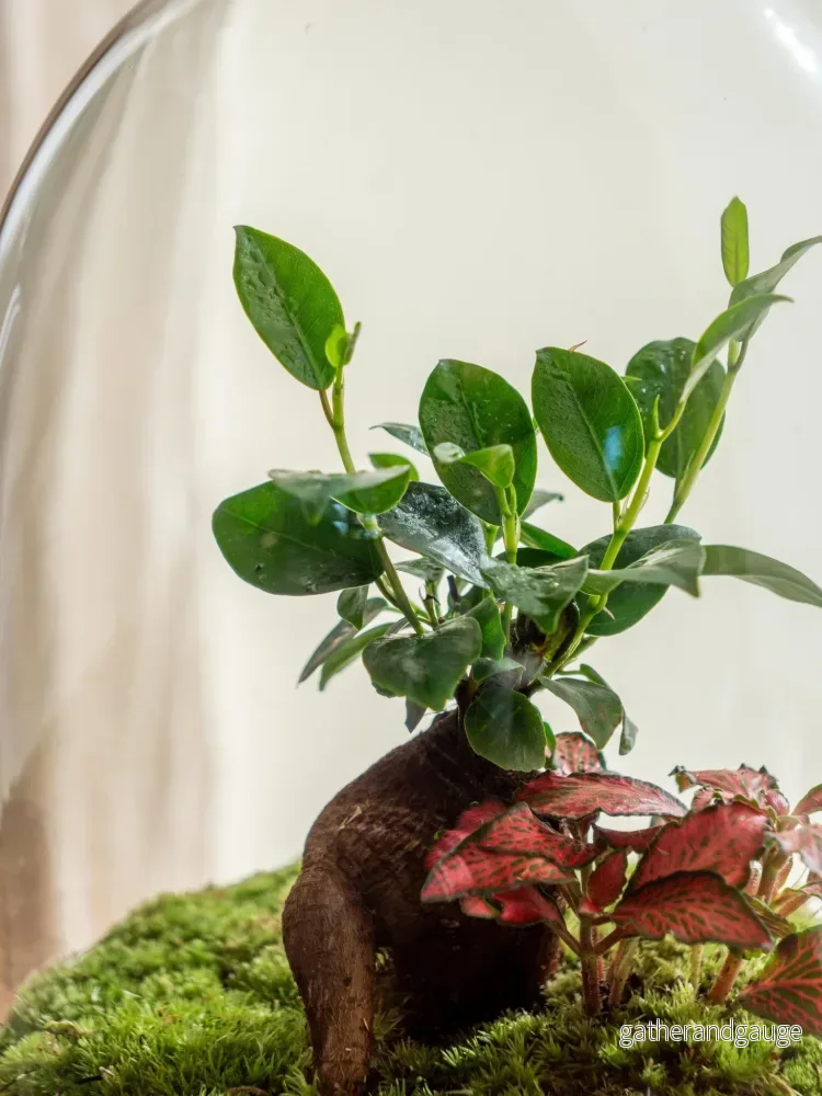 Terrarium - Siquijor - Bild 2