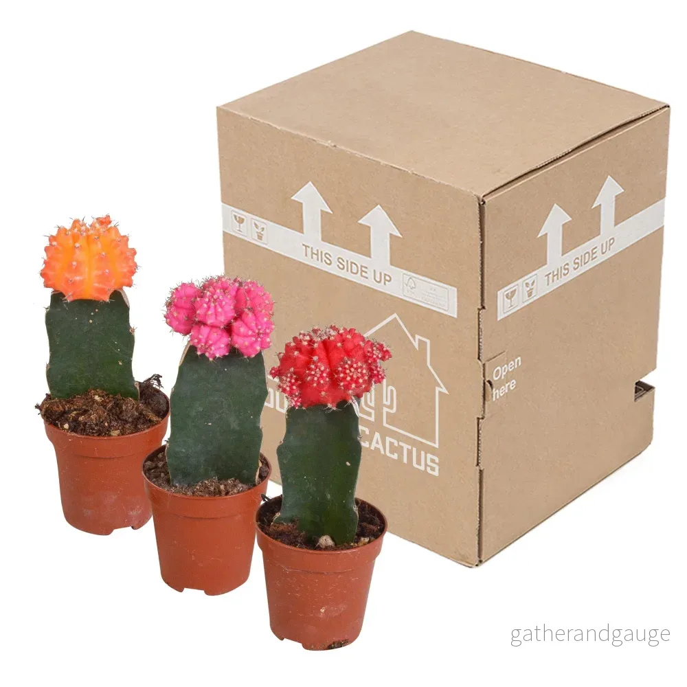 Gymnocalycium Trio - Bild 3