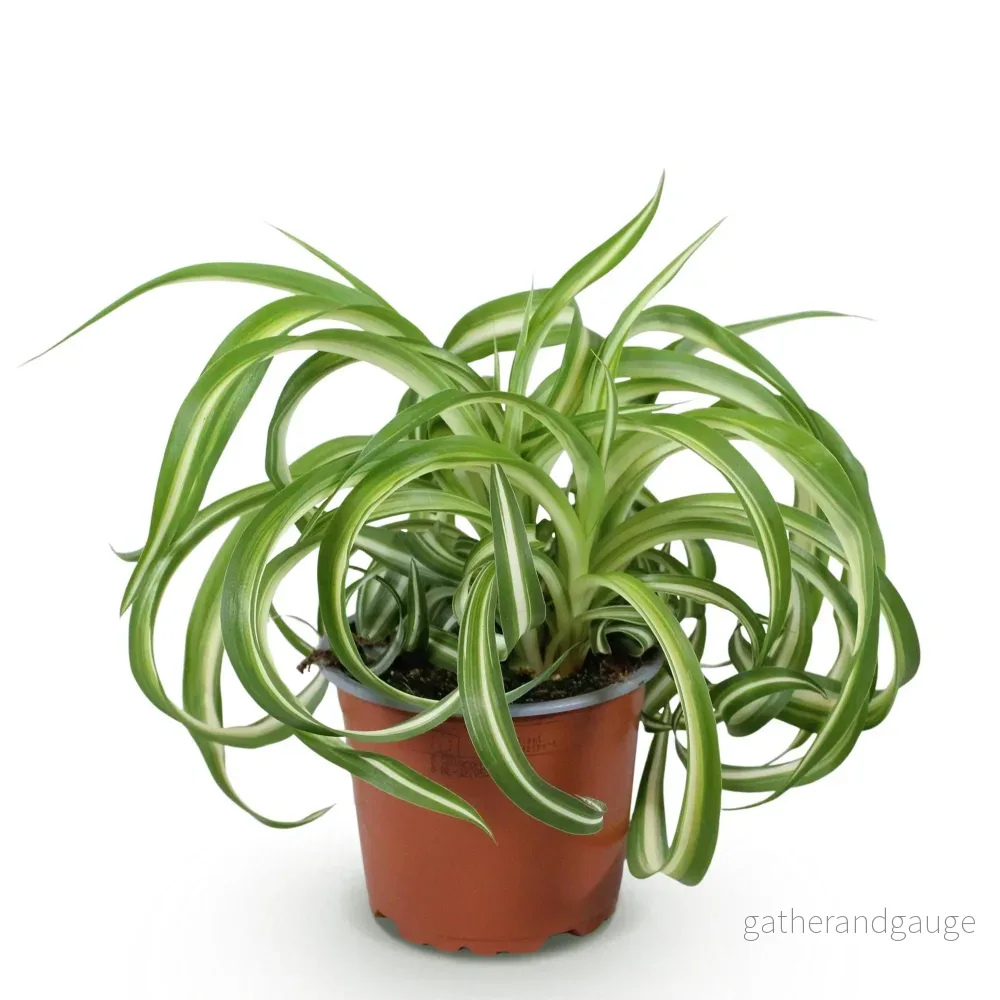 Chlorophytum comosum Bonnie - Bild 3