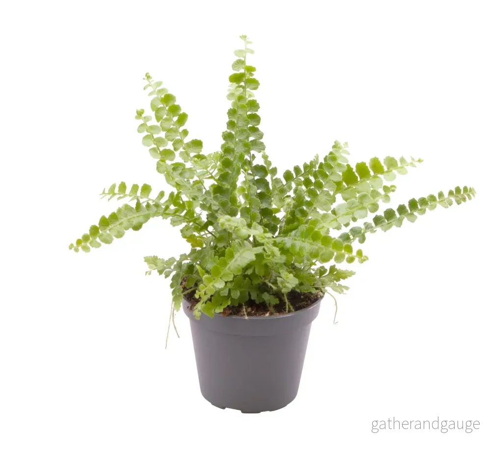 Mini Nephrolepis Exaltata Duffy - Bild 2