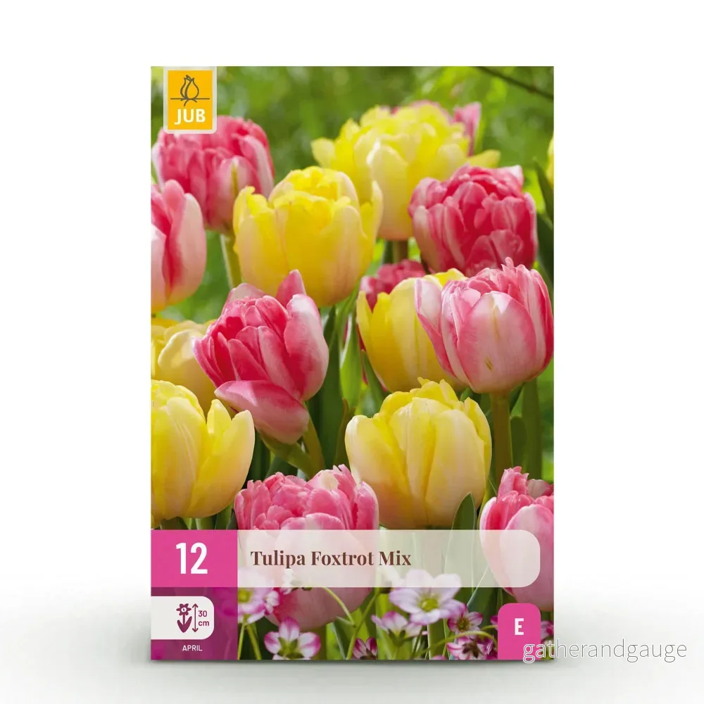 Green boutiQ – Bloembollen – Tulp Foxtrot mix – Diversen Kleuren – 12 stuks – Bolmaat 11/12 – XXL Pack