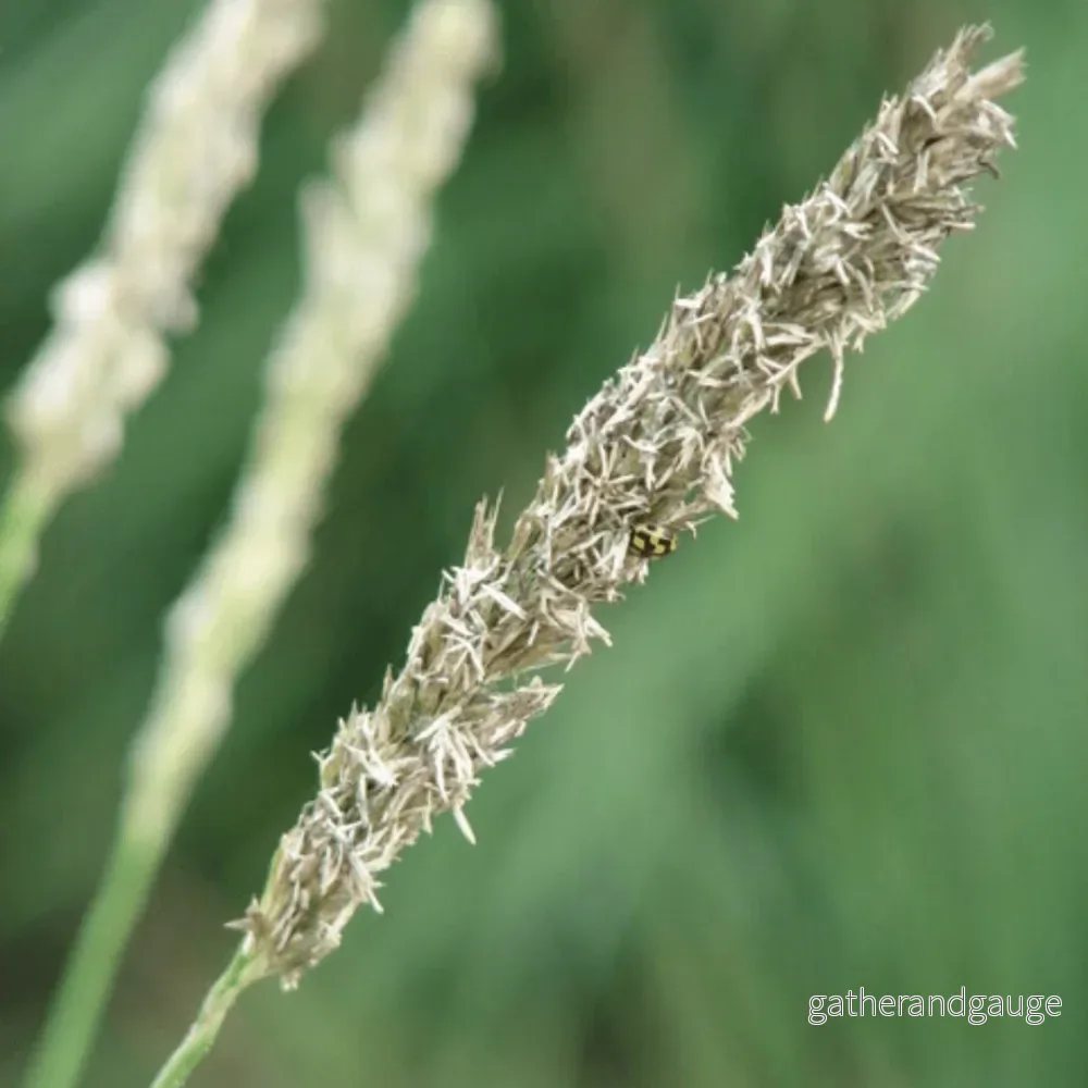 Höststarr (Sesleria autumnalis) 'Sesleria autumnalis'