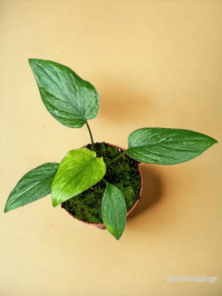 Homalomena Stardust Homalomena Stardust
