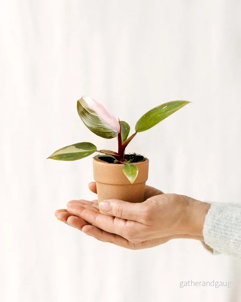 Mini Philodendron Pink Princess Mini Philodendron Pink Princess