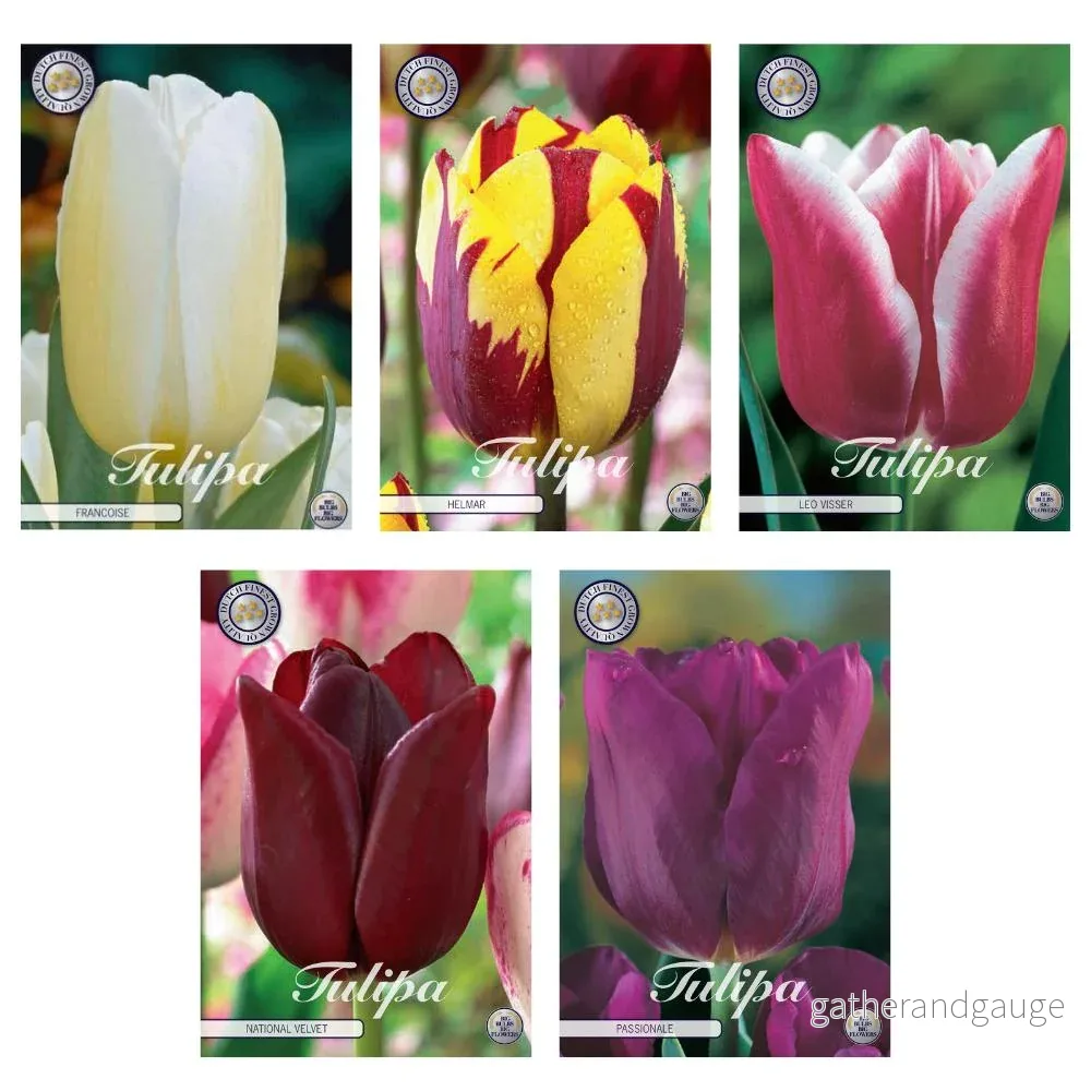 Tulpaner – Mix Triumph – 44 lökar Tulpaner – Mix Triumph – 44 lökar