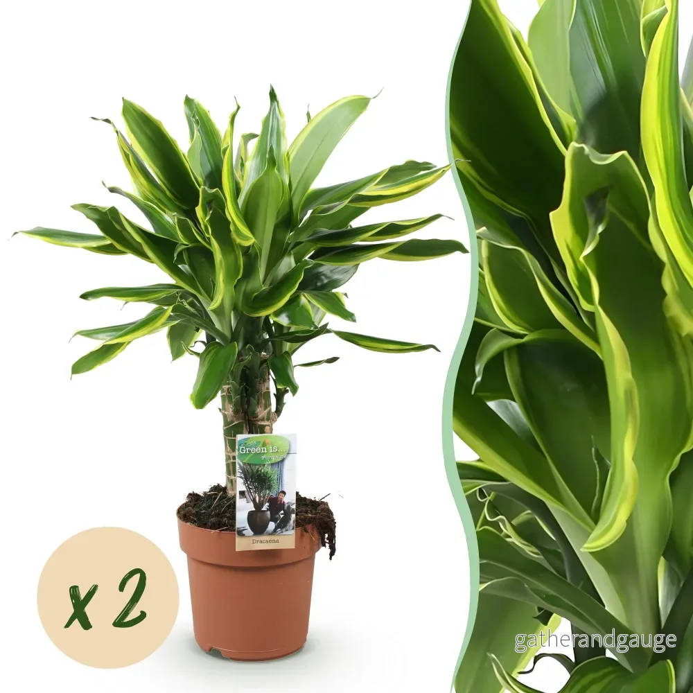 Dracaena fragrans Golden Coast – Paket med 2 – Kruka 17 cm - Bild 2