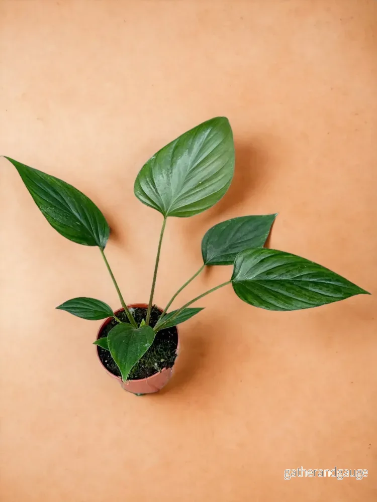 Homalomena Rubescens Svart Homalomena Rubescens Svart