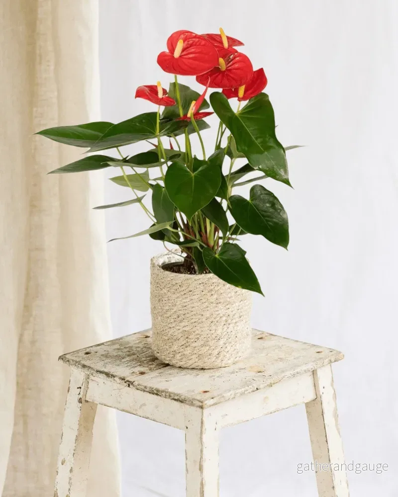 Röd Anthurium