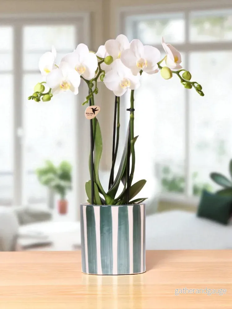 Vit Amabilis Orchid och dess kruka