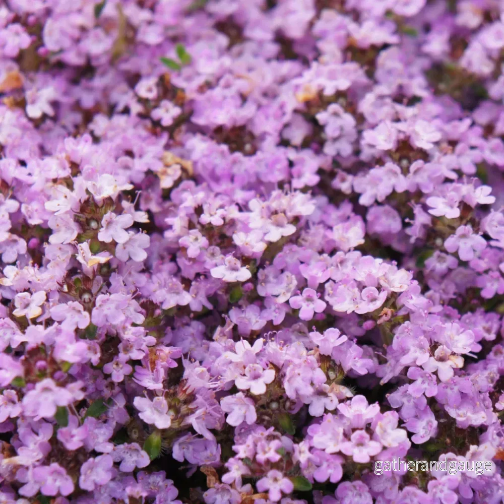 Timjan (Thymus praecox) ’Purple Beauty’ Timjan (Thymus praecox) ’Purple Beauty’