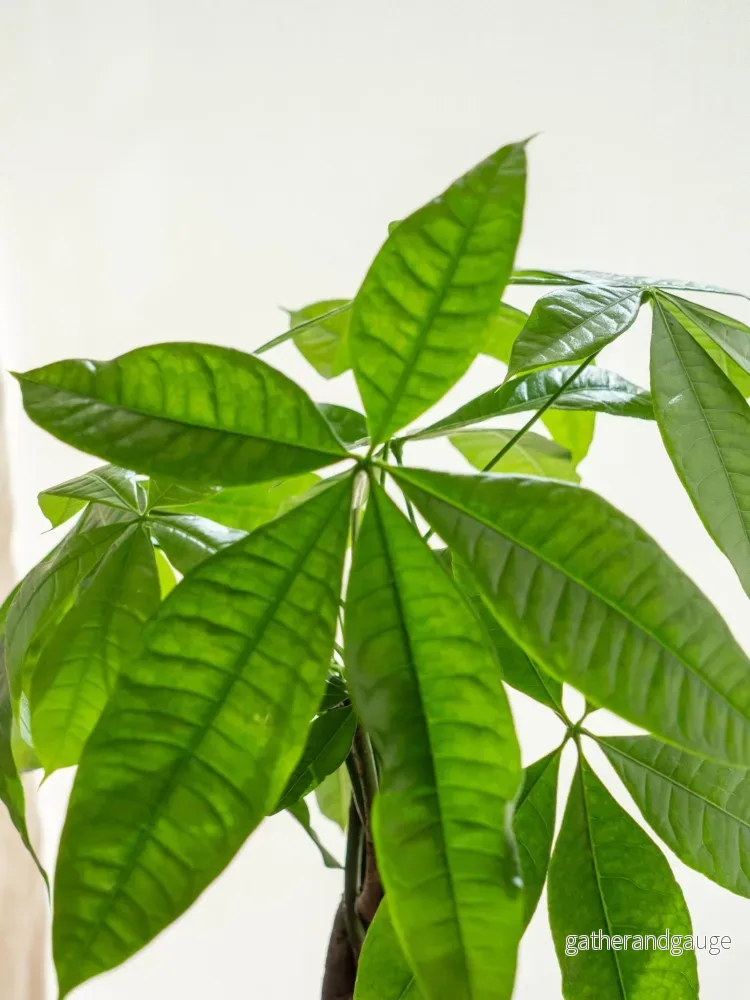 Kokedama - Pachira - Bild 3