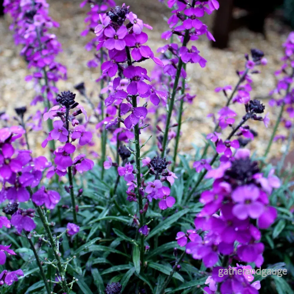 Matstjärnblomma Lila (Erysimum) 'Bowles' Mauve'
