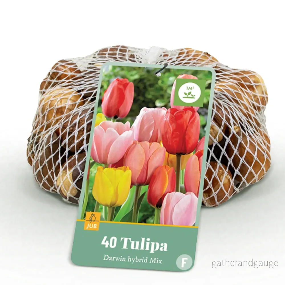 Green boutiQ – Bloembollen – Tulp Darwin Hybride Mix – Diversen Kleuren – 40 stuks – Bolmaat 10/12