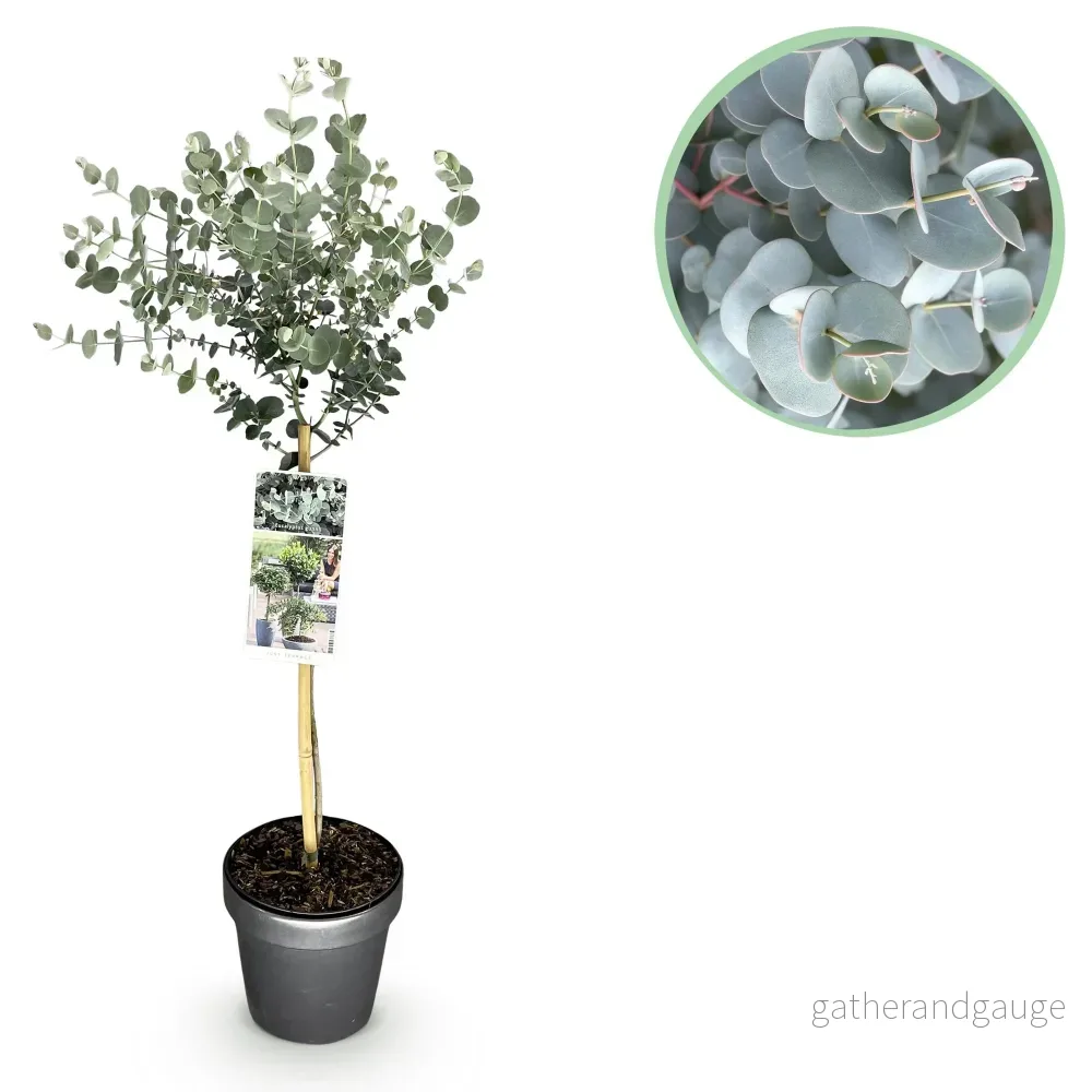 Cidergummiträd (Eucalyptus gunnii) 'Azura' - Bild 3