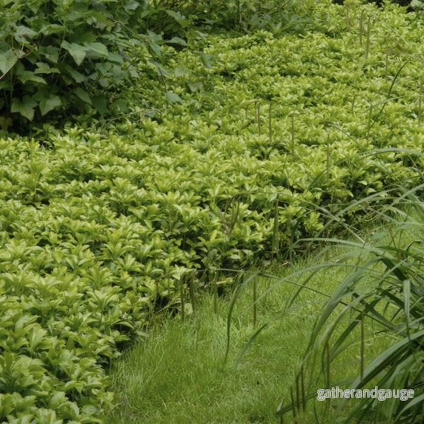 Pachysandra från Japan (Pachysandra Terminalis) 'Green Carpet' - Bild 3