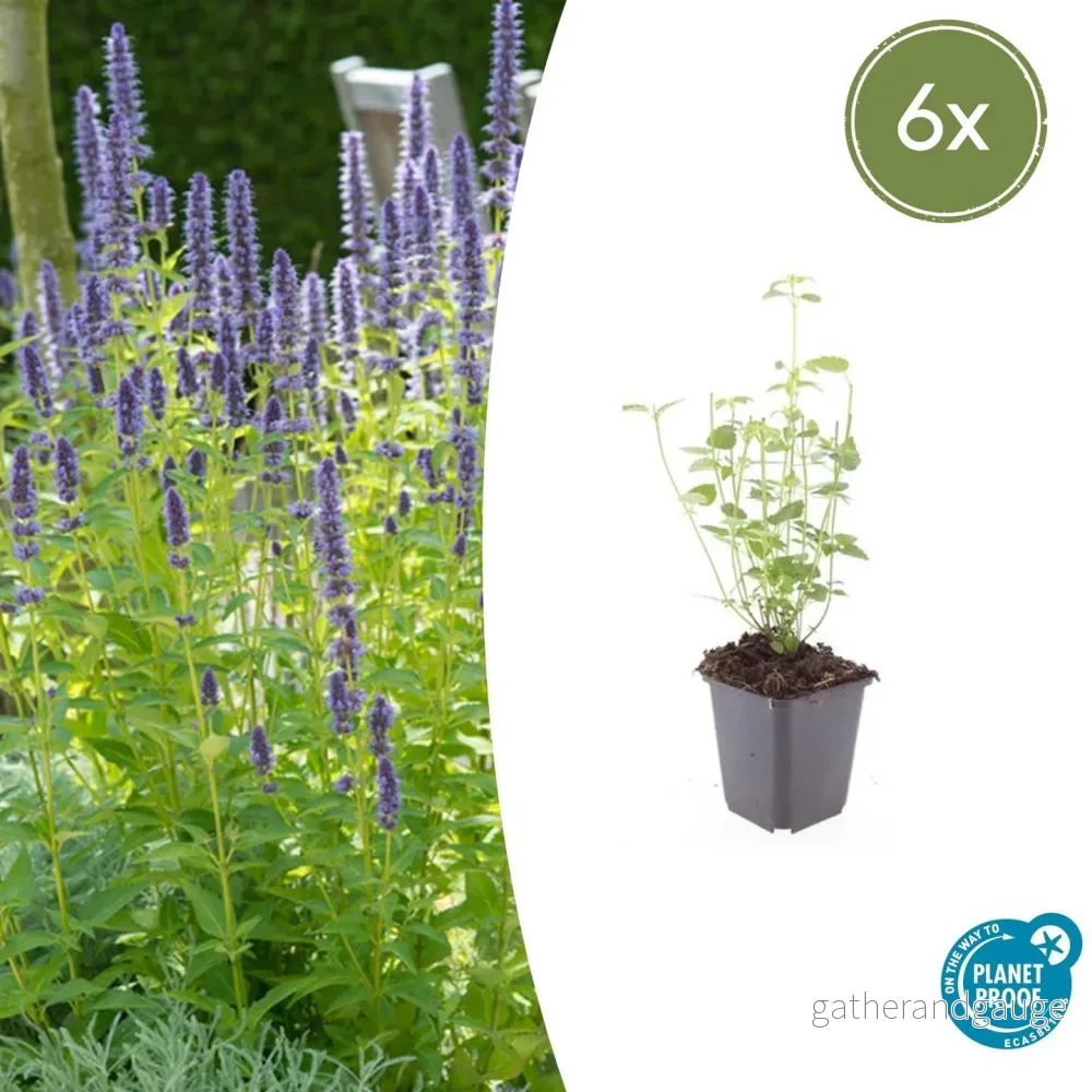 Anisört Agastache 'Black Adder' - Bild 2