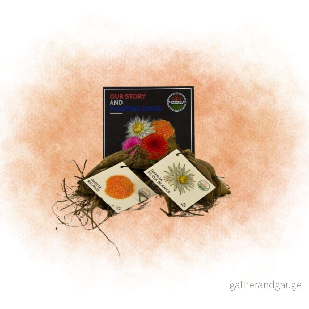 Dahlia – Mix Box 2 x Dahlia Orange Pride, Playa Blanca & Ralphie