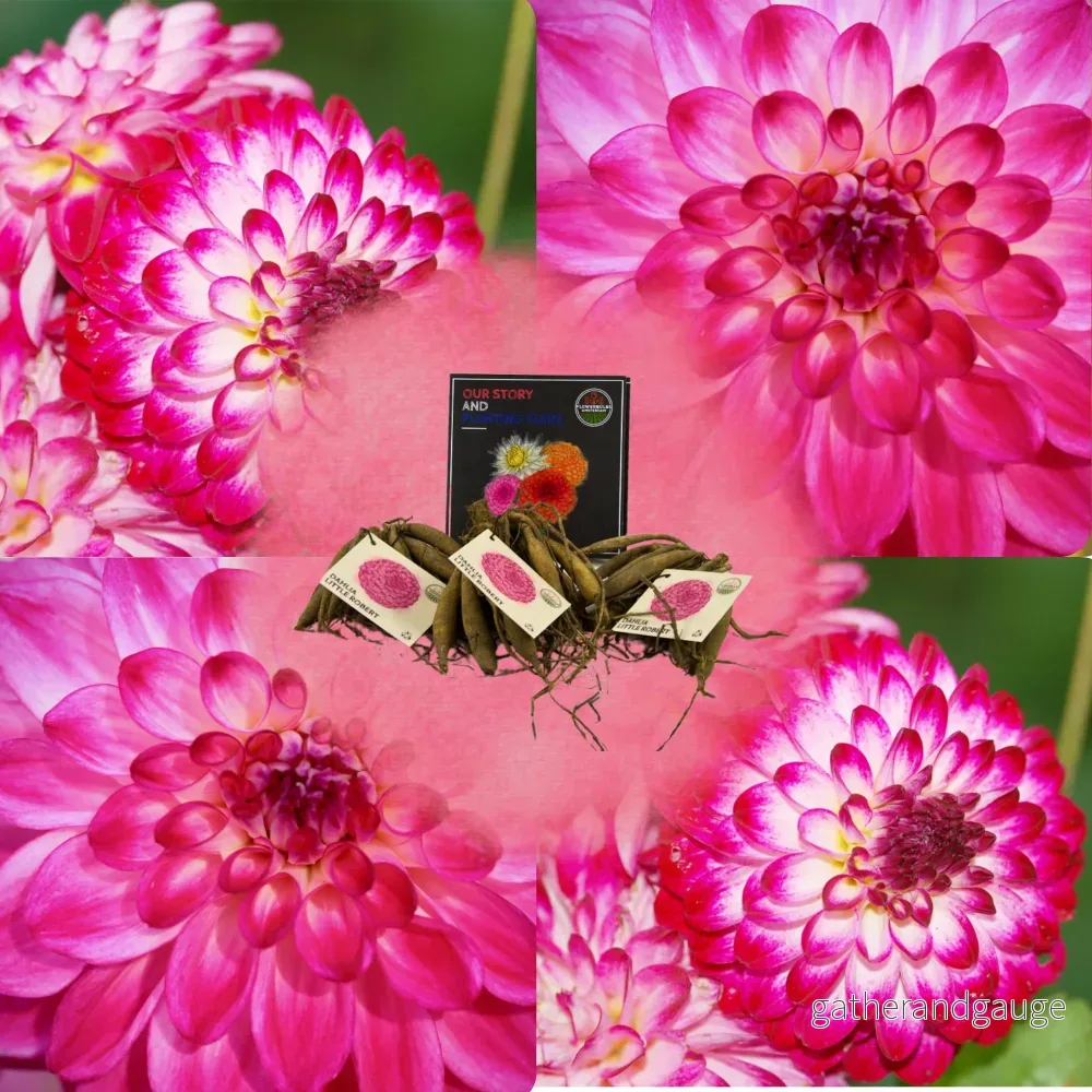 Dahlia Little Robert-lök, runda och lockiga kronblad Dahlia Little Robert-lök, runda och lockiga kronblad