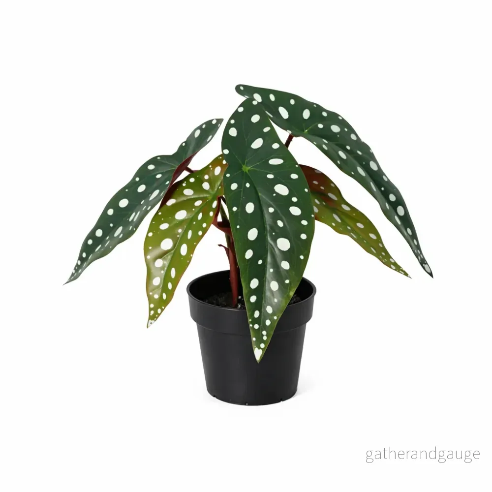 ARTIFICIAL Begonia maculata – 24cm ARTIFICIAL Begonia maculata – 24cm
