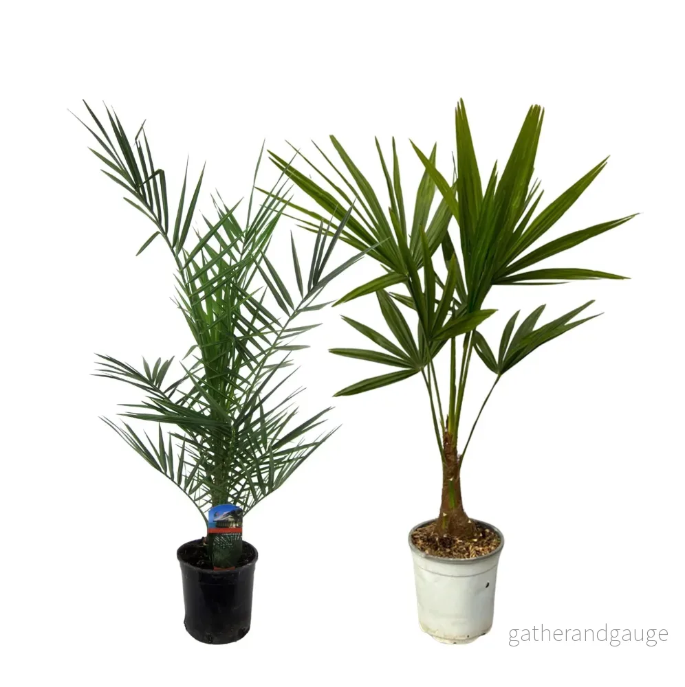 Phoenix Canariensis – 80 cm Ø15cm + Trachycarpus Fortuneii – 100 cm – Ø18cm