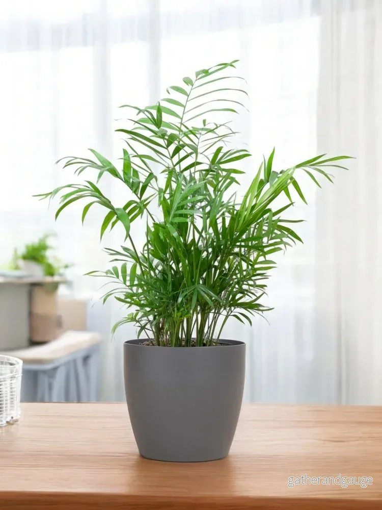 Chamaedorea Elegans och dess kruka - Bild 2