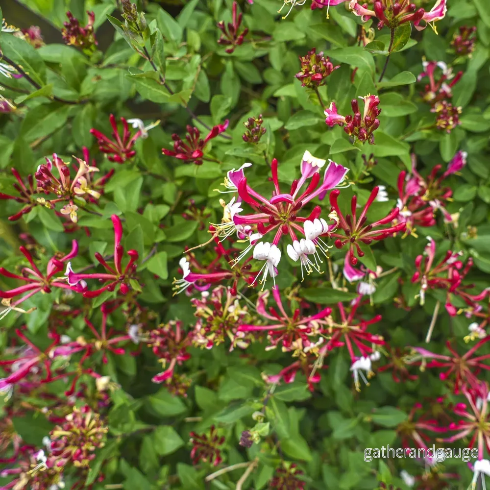 Kaprifolium (Lonicera periclymenum) ’Serotina’
