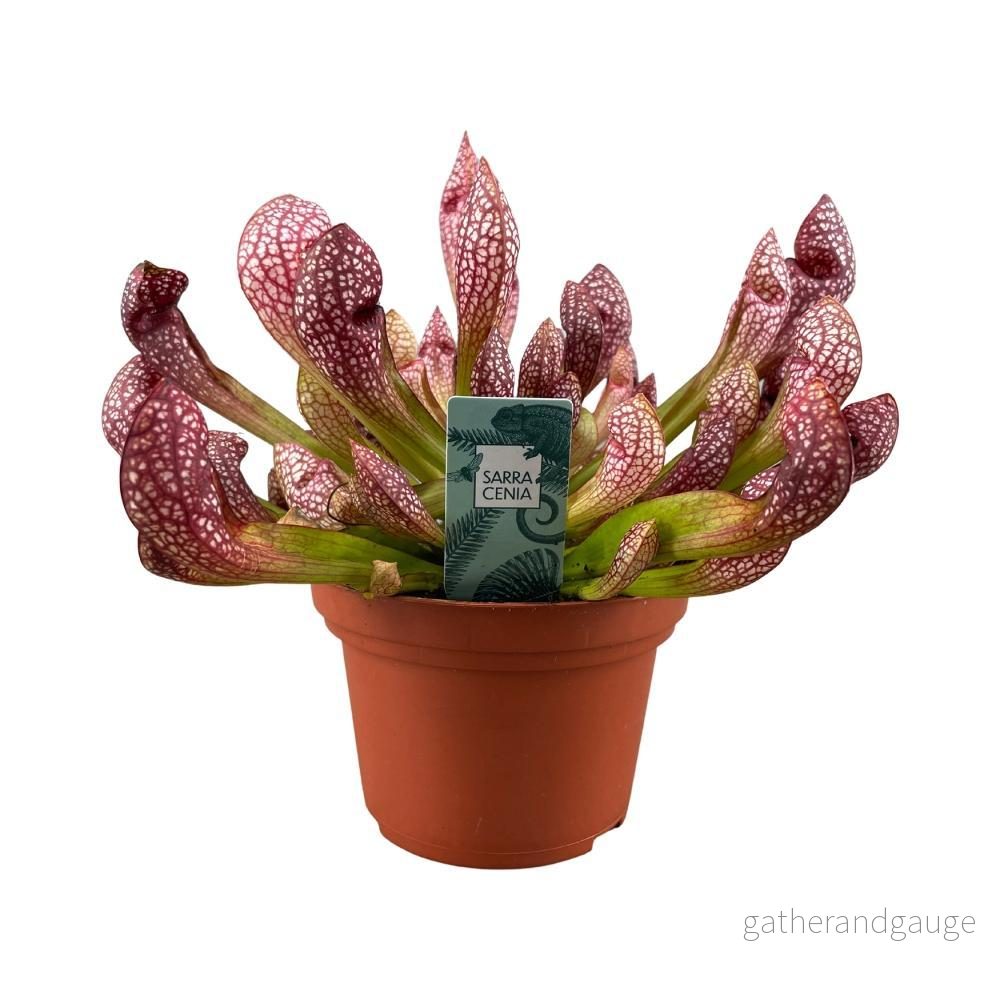Sarracenia Leucophylla – carnivore Sarracenia Leucophylla – carnivore