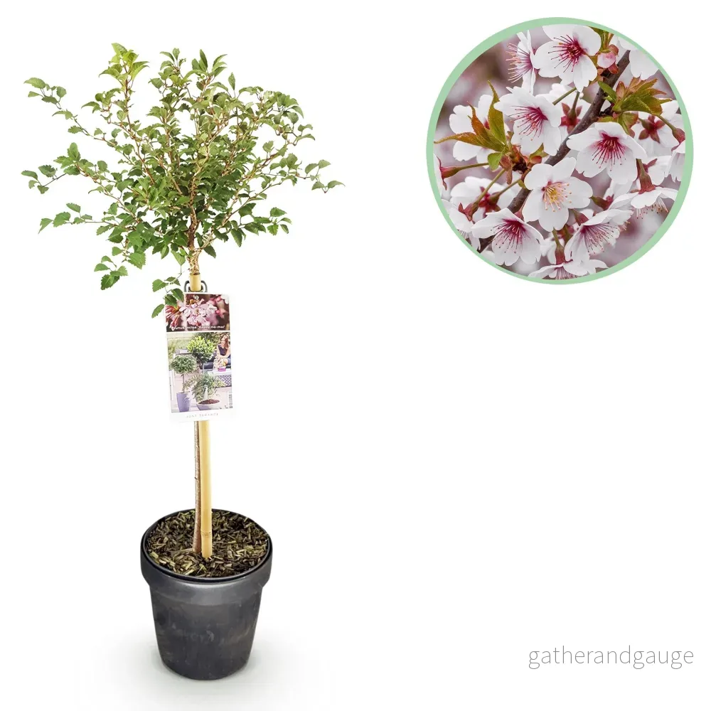 Japansk Körsbär Dvärg (Prunus incisa) 'Koujou-No-Mai' - Bild 2