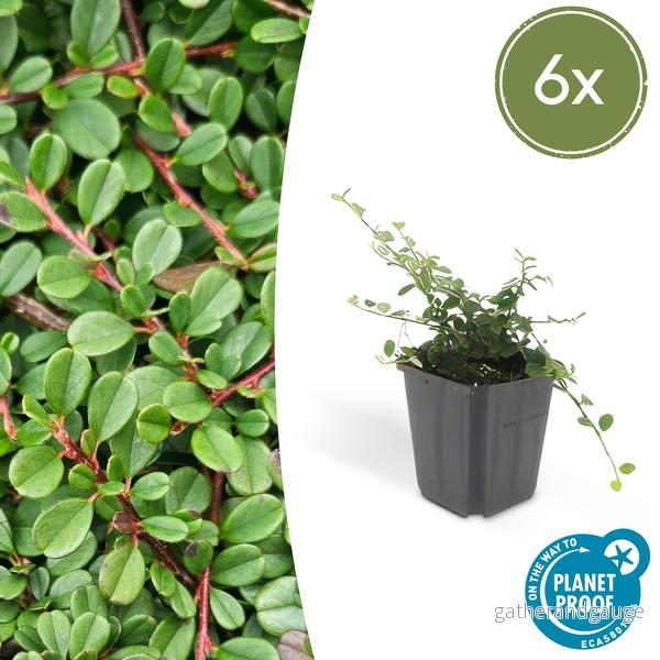Cotoneaster dammeri 'Streib's Findling' - Dammercotoneaster - Bild 2