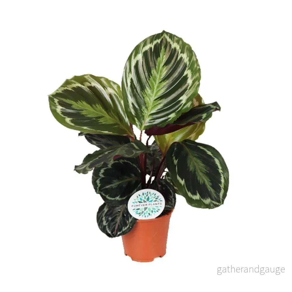 Calathea Medaillon - Bild 2