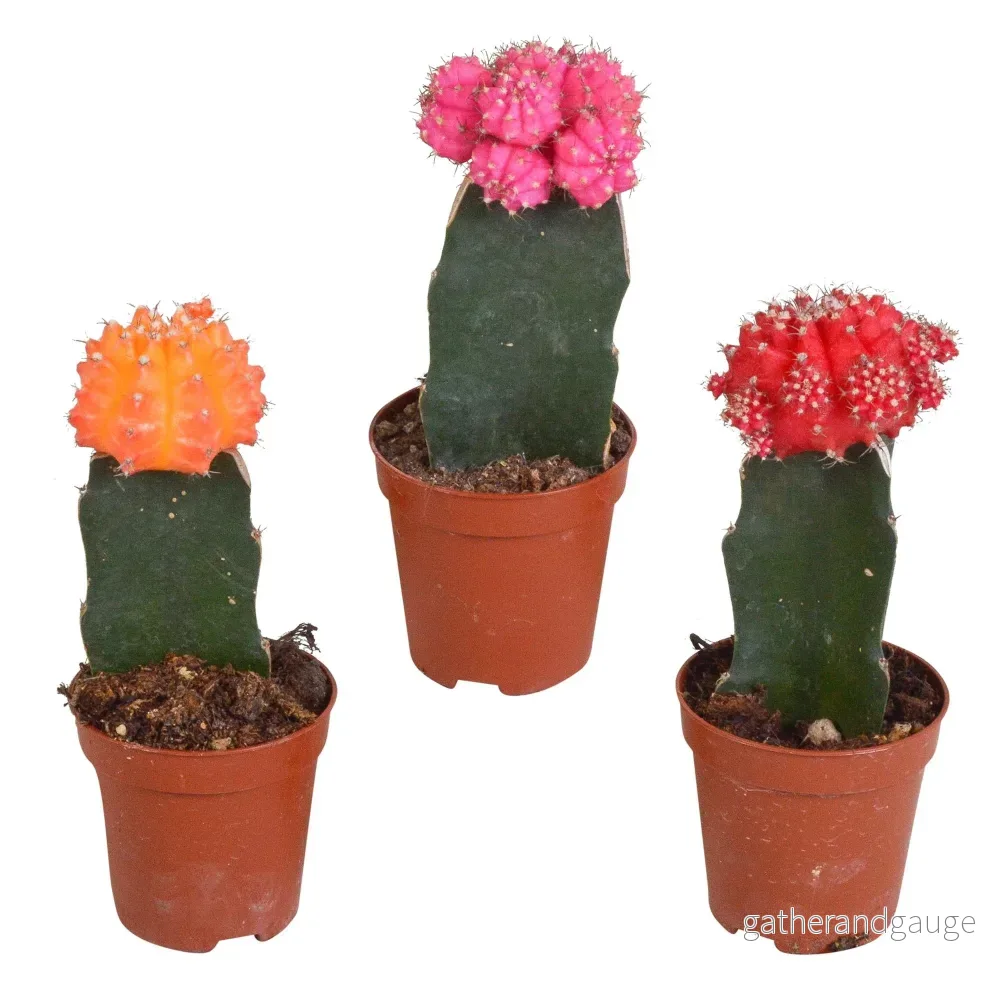 Gymnocalycium Trio