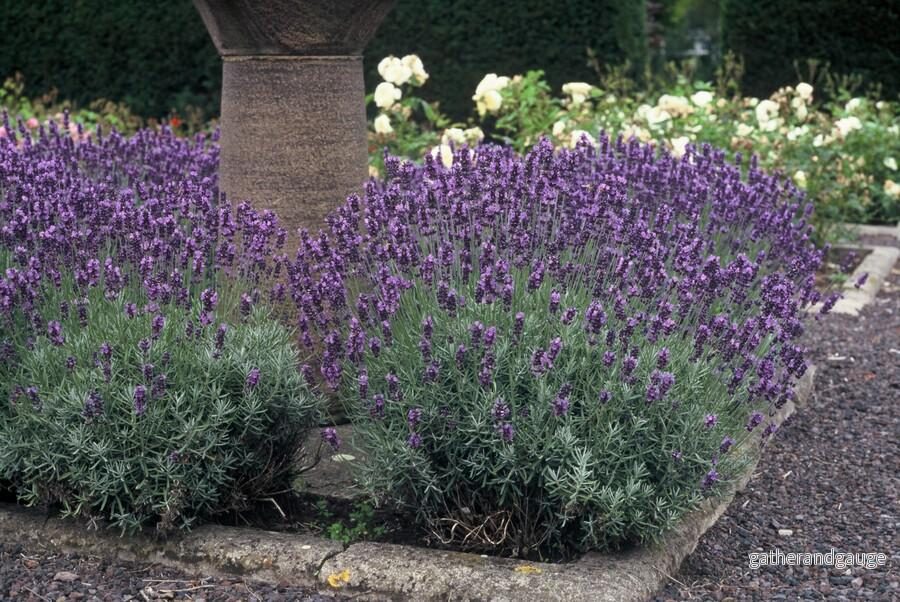 Äkta Lavendel (Lavandula Angustifolia) ’Dwarf Blue’