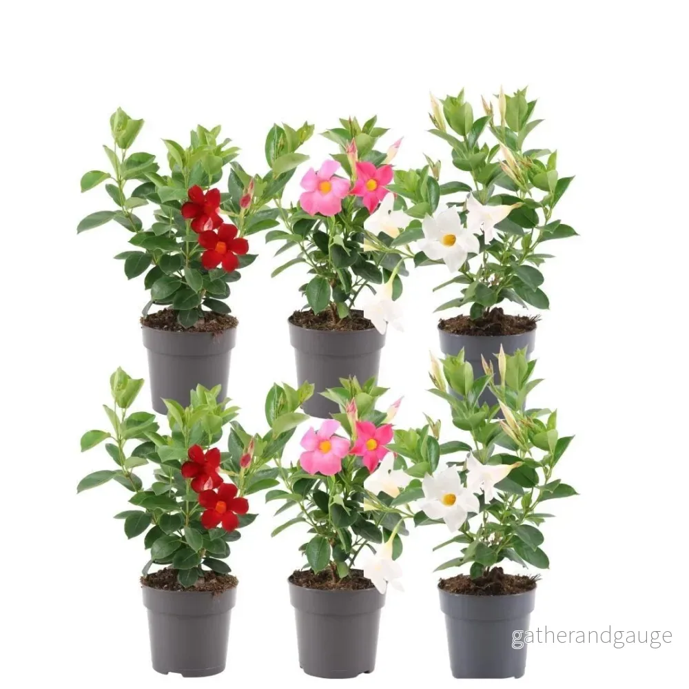 Dipladenia röd, rosa och vit x 6 Dipladenia röd, rosa och vit x 6