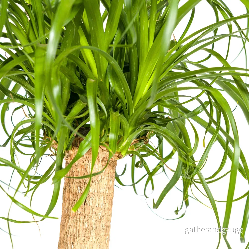 Beaucarnea Recurvata Stam met mand Ø24cm - ↕80 - 100cm - Bild 2