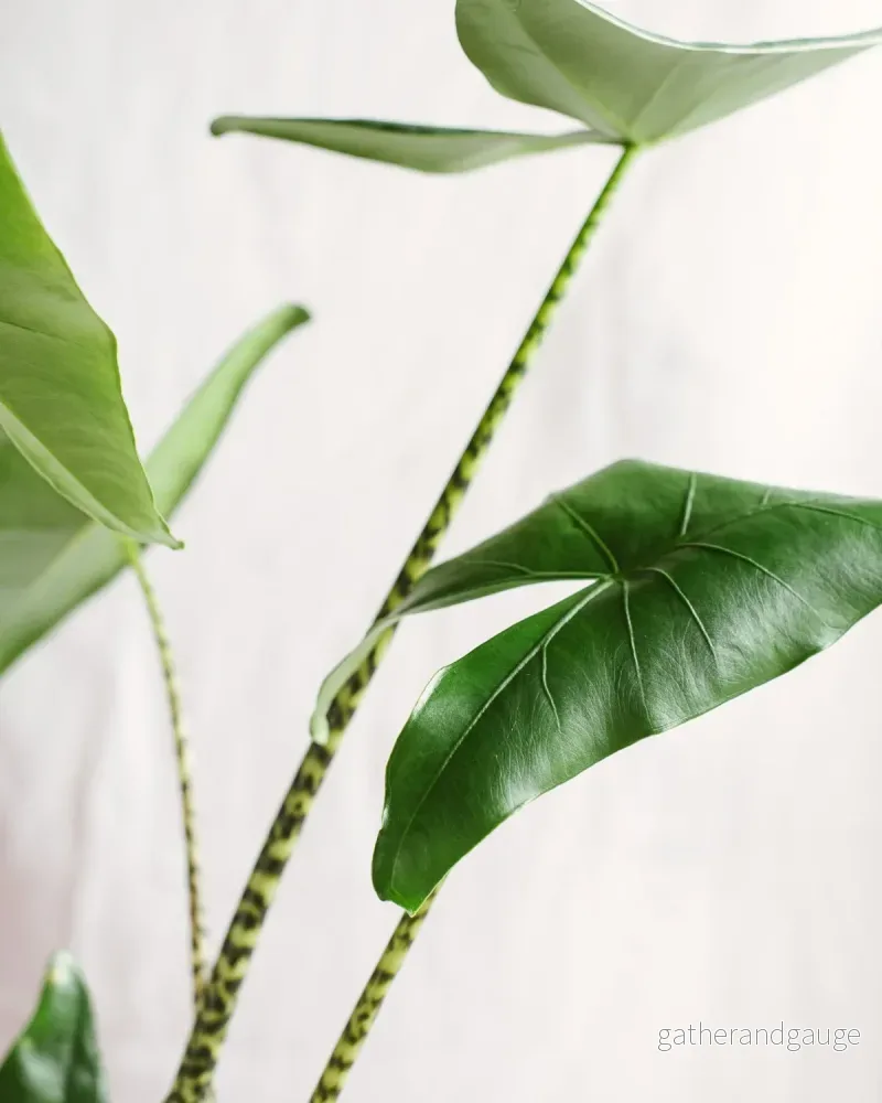Alocasia zebrina - Bild 3