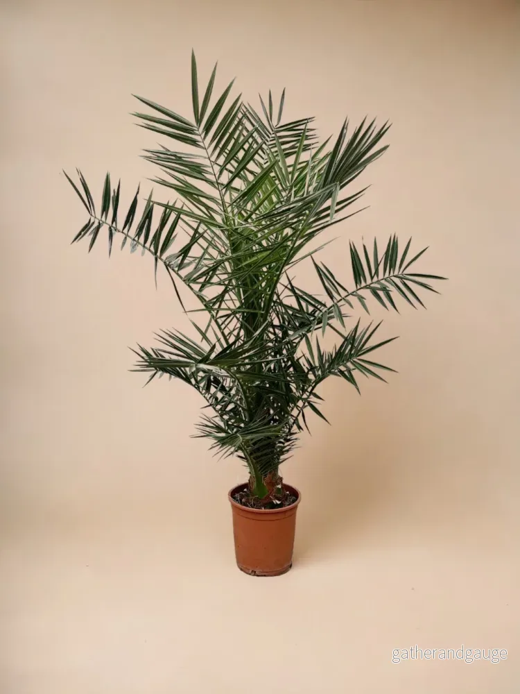 Phoenix Canariensis - Bild 2
