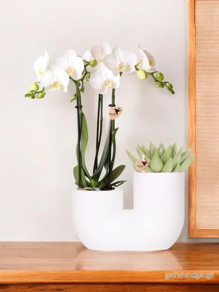Amabilis och saftig orkidé i vit dekorativ kruka Amabilis och saftig orkidé i vit dekorativ kruka