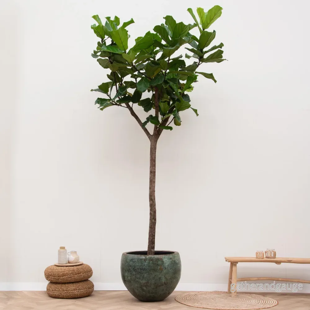 Ficus Lyrata bom XXXL - 300cm - ø55 - Bild 2