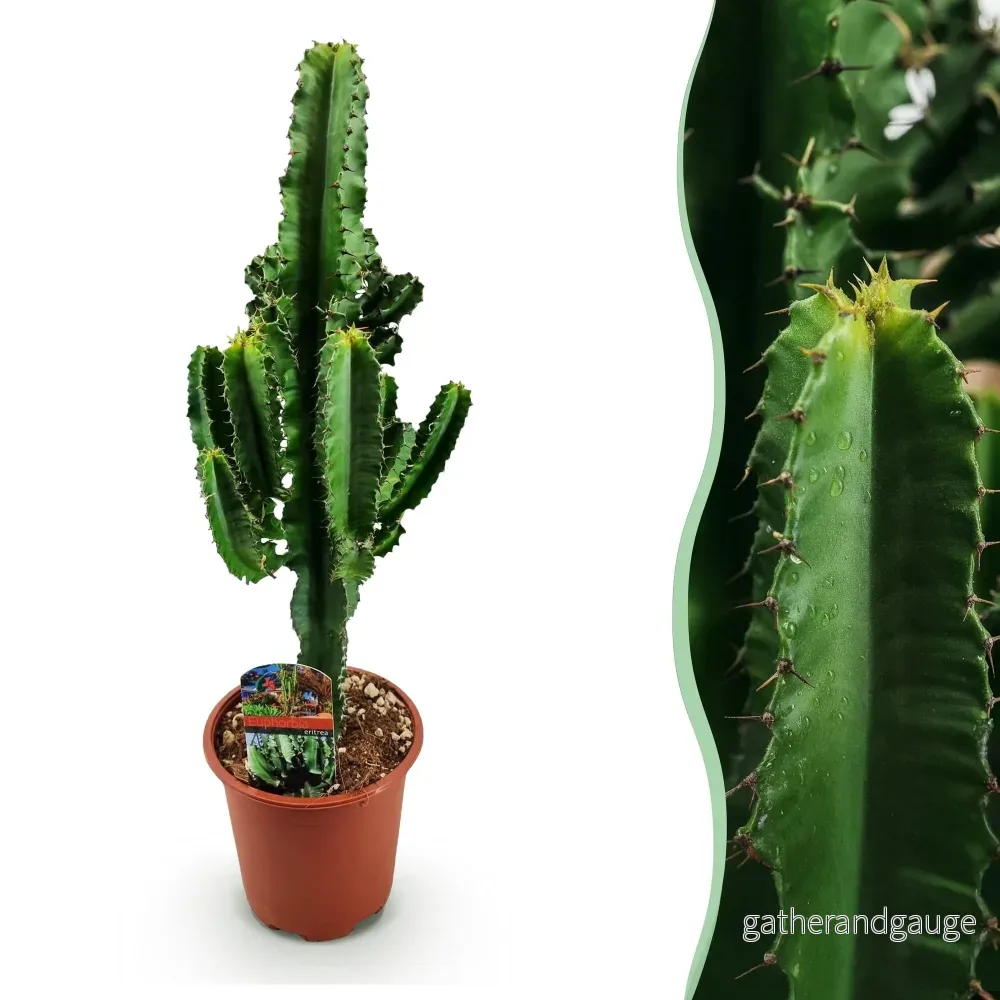 Euphorbia Eritrea - Bild 2