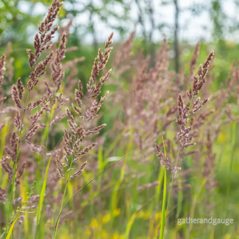 Diamantgräs (Calamagrostis Brachytricha) ’Calamagrostis Brachytricha’