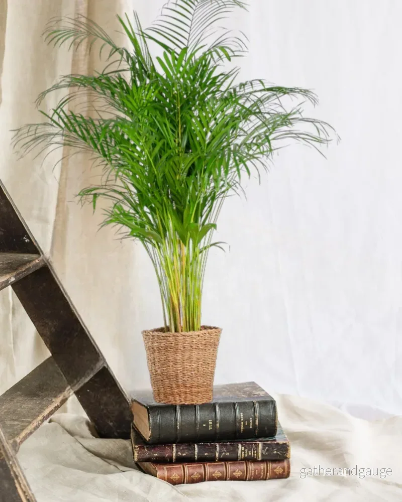 Areca Palm XL och dess kruka