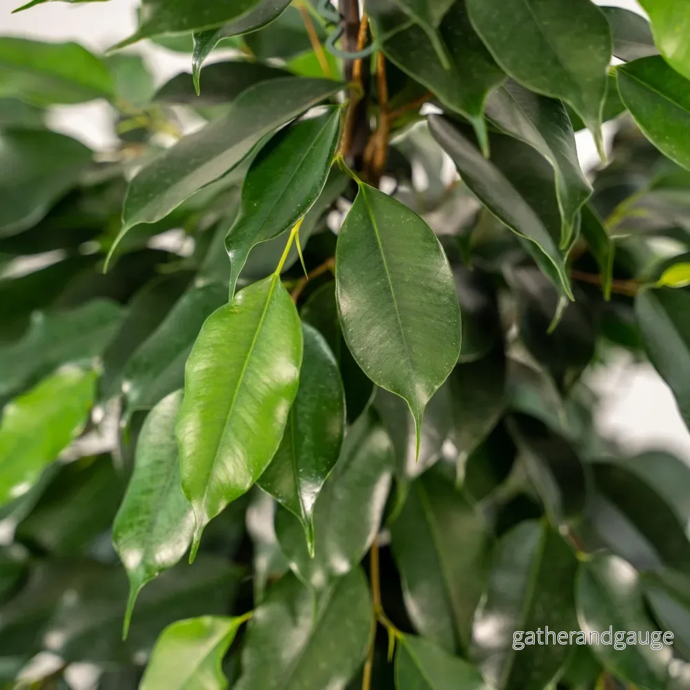 Ficus benjamina h95cm - Bild 3