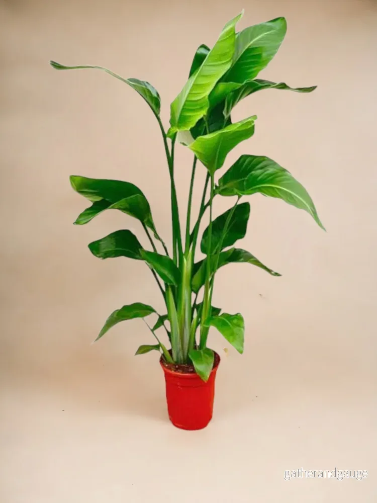 Strelitzia Nicolai - 100 cm - ø17 - Bild 2