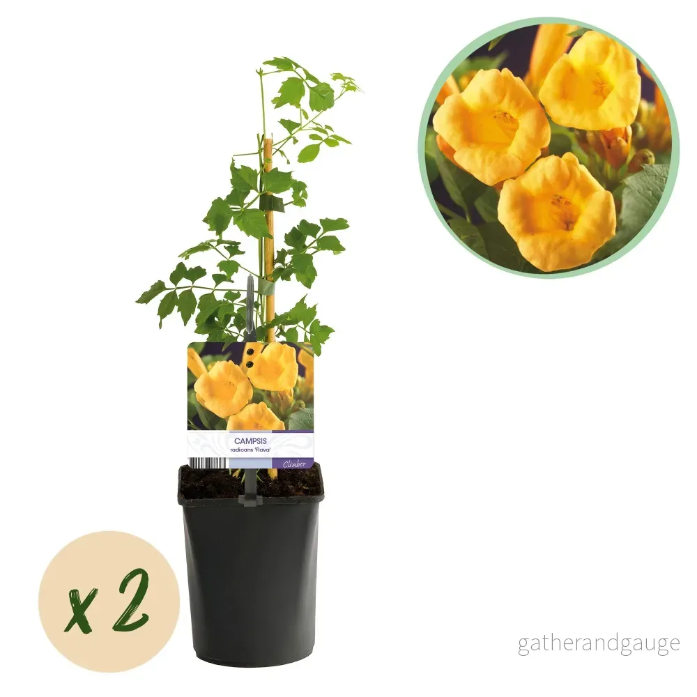 Klättertrumpetblomma (Campsis radicans) 'Flava' - Bild 2